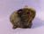 Little Agouti Brown Guinea Pig Plushie