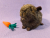 Little Agouti Brown Guinea Pig Plushie