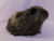 Big Dark Brown Guinea Pig Plushie