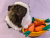 Big Dark Brown Dutch Guinea Pig Plushie