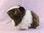 Big Dark Brown Dutch Guinea Pig Plushie