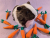 Big Dark Brown Dutch Guinea Pig Plushie