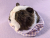 Little Dark Brown Dutch Guinea Pig Plushie