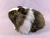 Little Dark Brown Dutch Guinea Pig Plushie