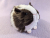 Little Dark Brown Dutch Guinea Pig Plushie