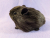 Little Dark Brown Guinea Pig Plushie