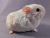 Big Pink Dutch Guinea Pig Plushie