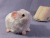 Little Pink Guinea Pig Plushie Little Pink Guinea Pig Plushie