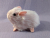 Little Pink Guinea Pig Plushie Little Pink Guinea Pig Plushie