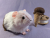 Big Neapolitan "Poli" Guinea Pig Plushie