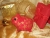 Red with Gold Stars Guinea Pig Ornament