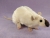 Siamese Rat Plushie