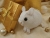 Clone of White Holly Guinea Pig Ornament (Gold)