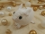 Clone of White Holly Guinea Pig Ornament (Gold)
