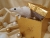 White Holly Mouse/Rat Ornament (Gold)