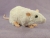 White Rex Rat Plushie