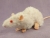 White Rex Rat Plushie
