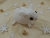 Clone of White Snowflakes Guinea Pig Ornament (Gold)