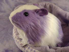 Big Lavender Dutch Guinea Pig Plushie