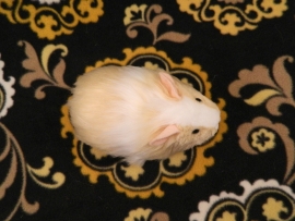 Little Buff Dutch Guinea Pig Plushie