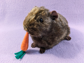 Big Agouti Brown Guinea Pig Plushie
