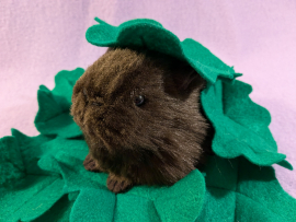 Little Dark Brown Guinea Pig Plushie