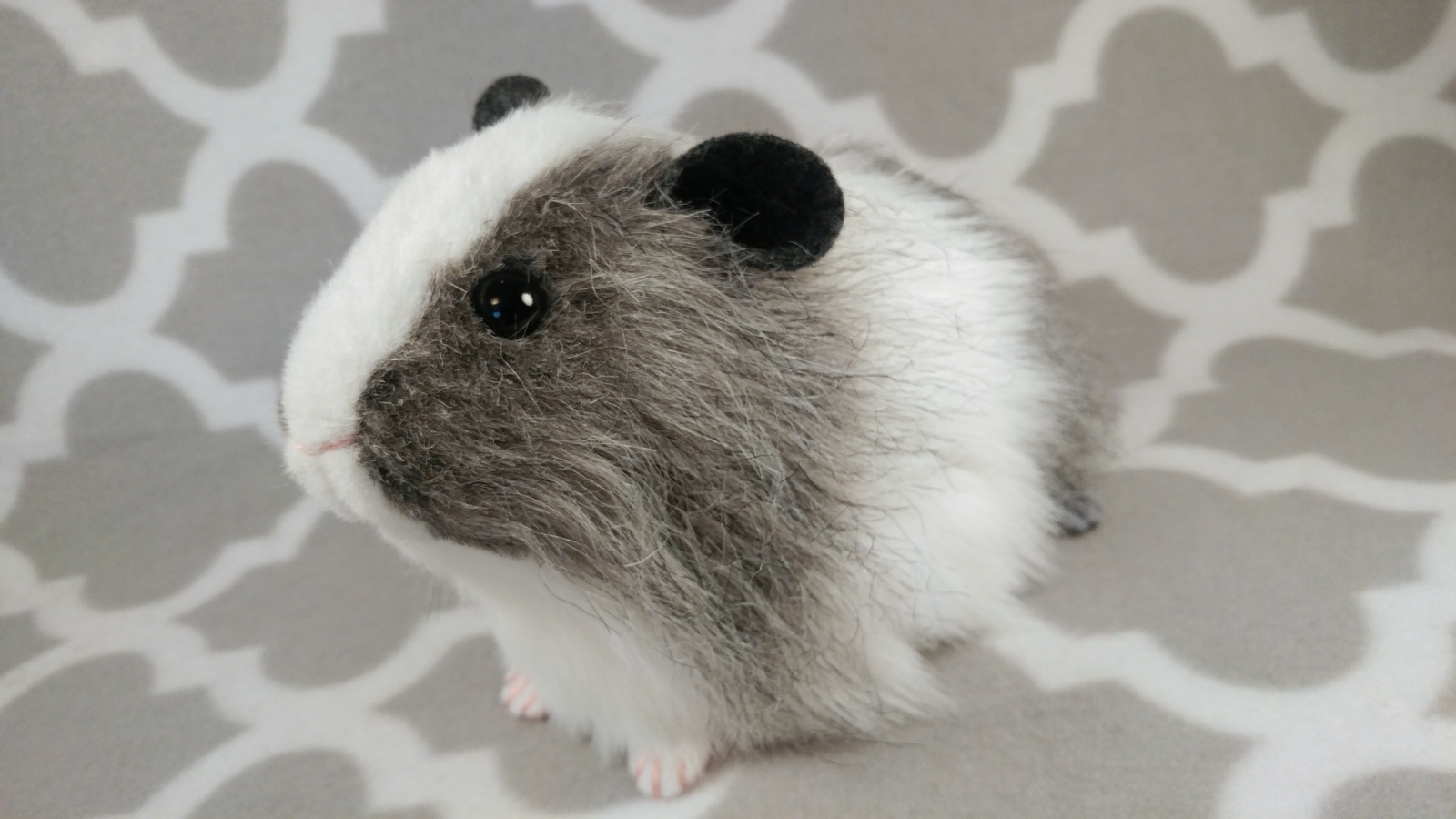 Grey agouti outlet guinea pig