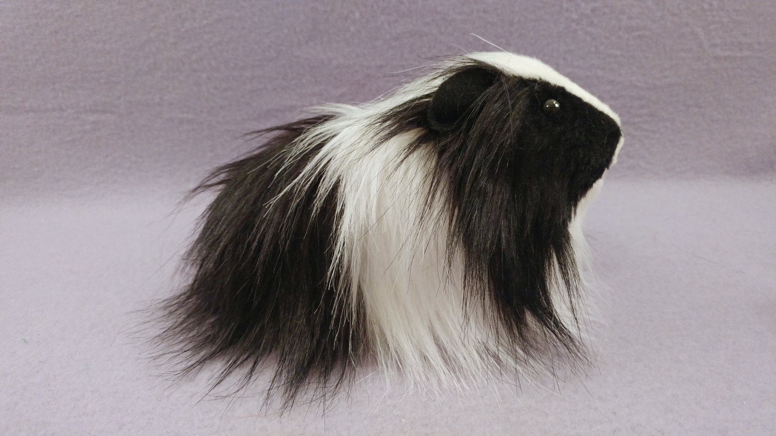 Black long best sale haired guinea pig