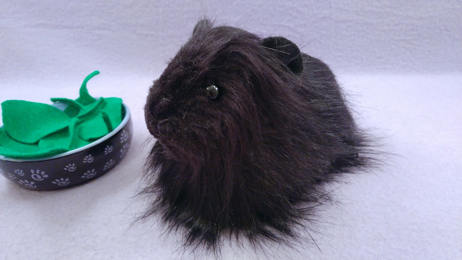 Black long best sale haired guinea pig
