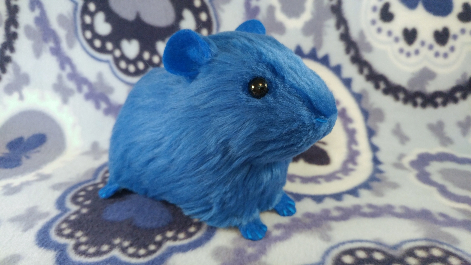 Blue guinea pig 2025