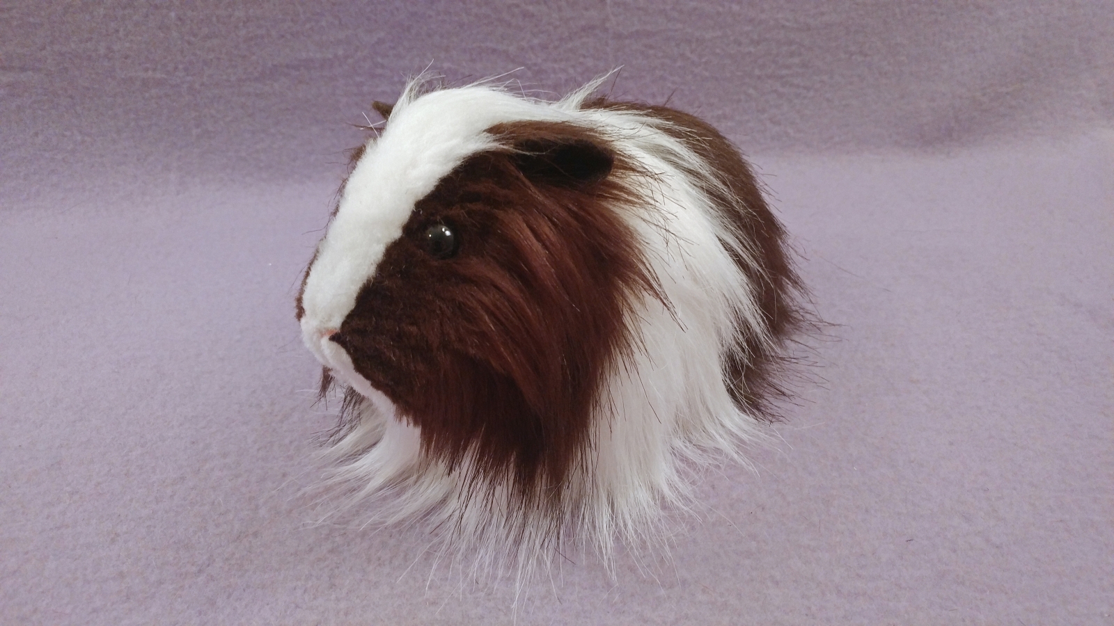 Dark Brown Guinea Pig ubicaciondepersonas.cdmx.gob.mx