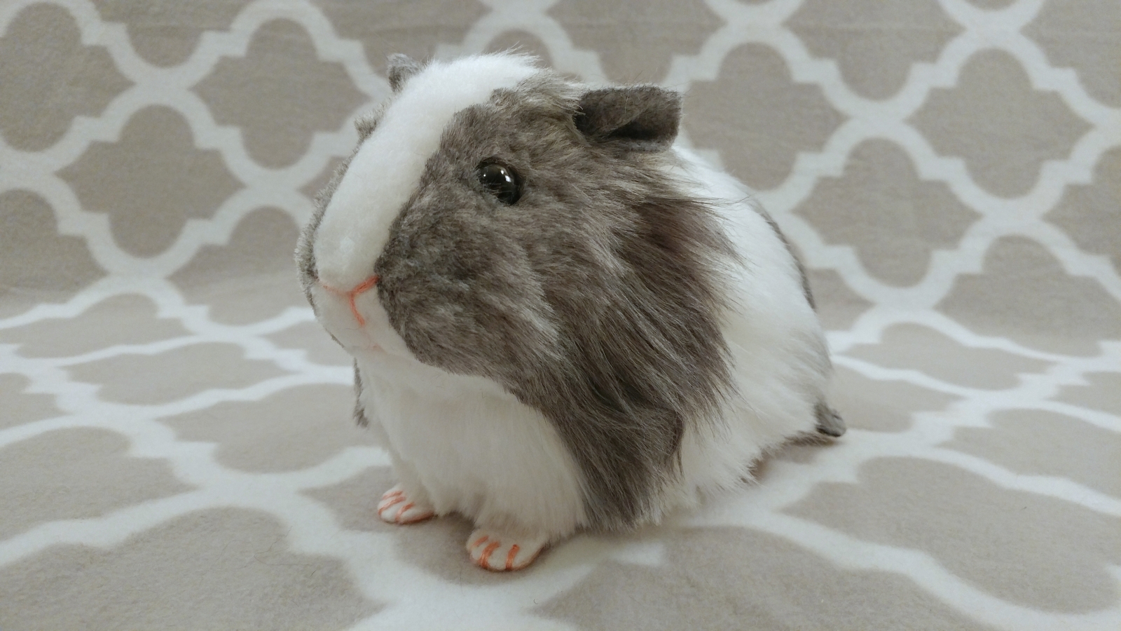 Gray and 2024 white guinea pig