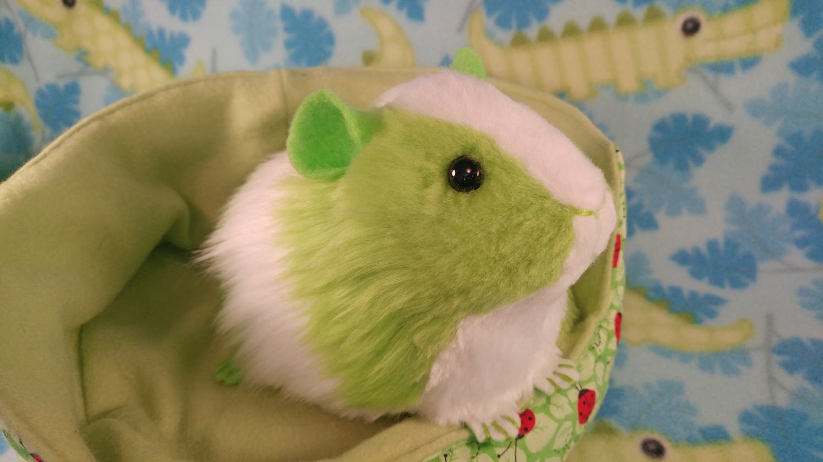 Green shop guinea pig