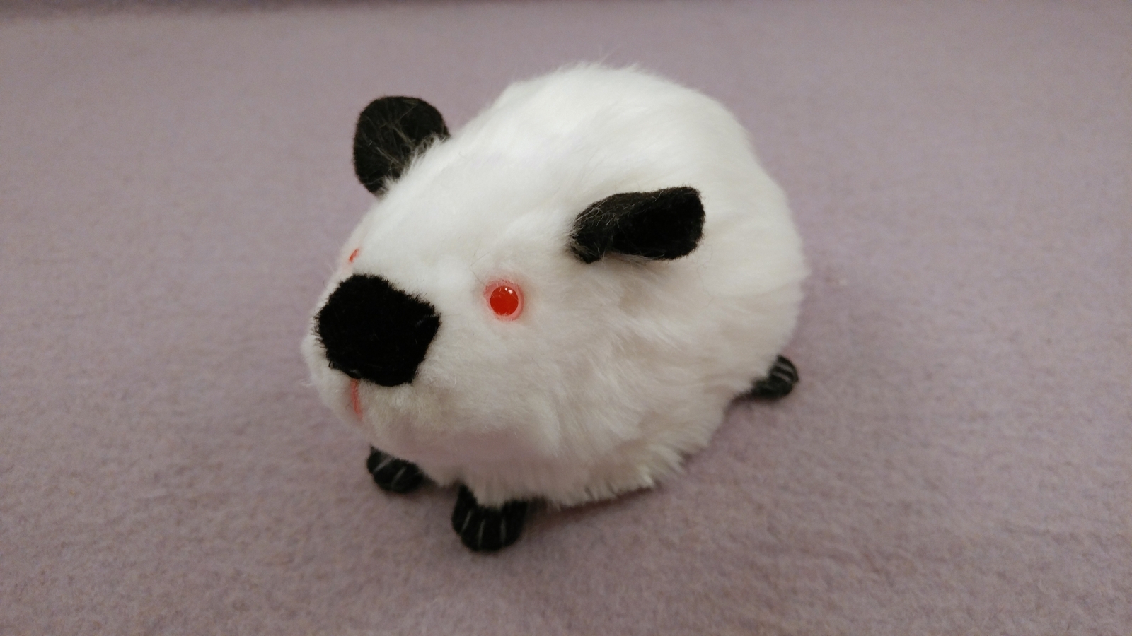 Black Himalayan Guinea Pig