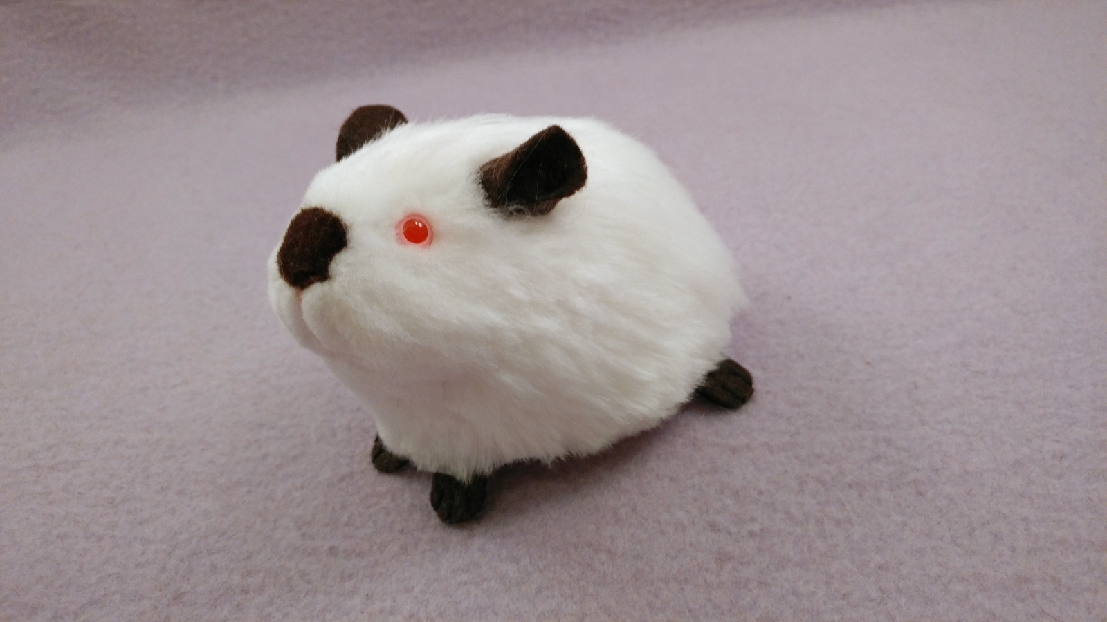 Himalayan skinny pig deals