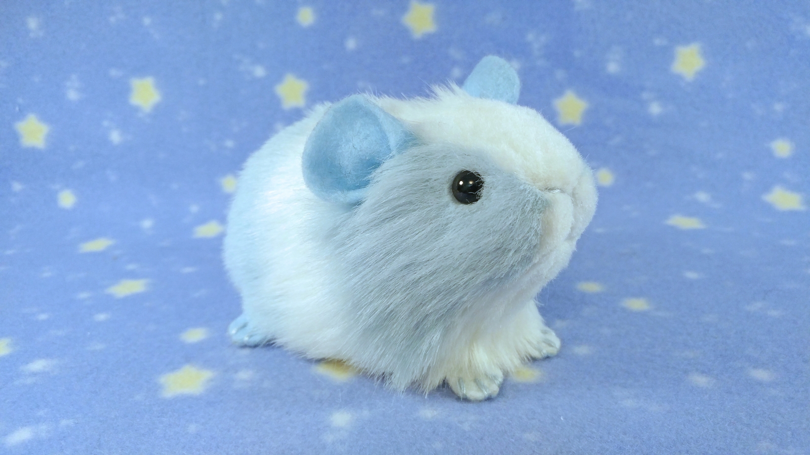 White guinea pig discount with blue eyes