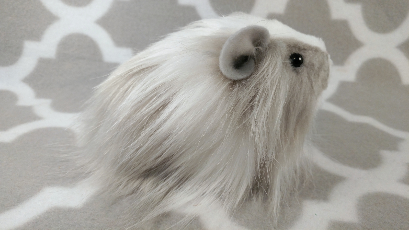 Long haired white guinea pig top