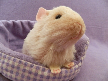 Big Beige Guinea Pig Plushie