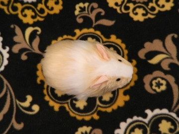 Little Buff Dutch Guinea Pig Plushie