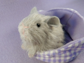 Little Light Grey Guinea Pig Plushie