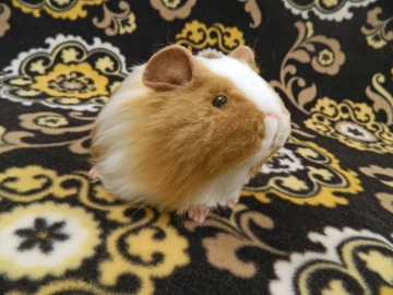 Little Tan Dutch Guinea Pig Plushie
