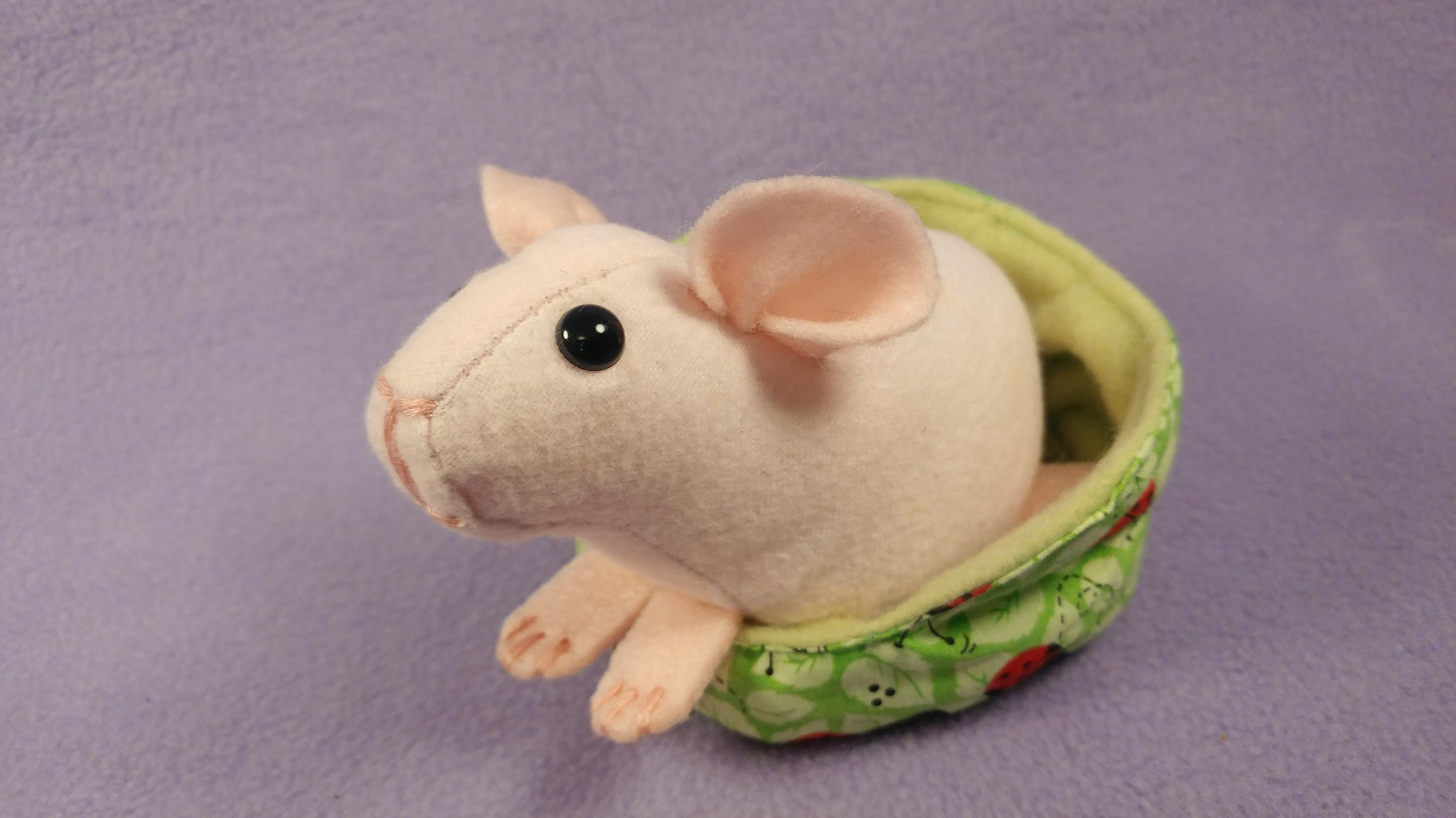 Tiny Hairless Guinea Pig Mini Hairless Guinea Pigs Ludwik Hairless